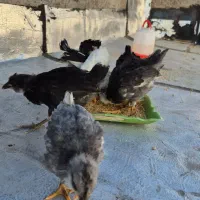فروش جوجه گلین