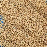 گندم ده دشت هزار من تمیز  با کیفیت