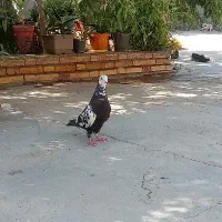 سوسکی