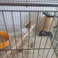 سره
