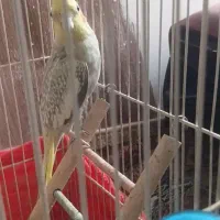 عروس هلندی