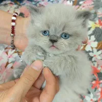 بچه گربه پرشین بلو،سفید، نارنجی
