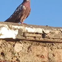 نرسرخ گوره