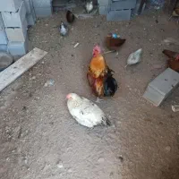 مرغ و خروس