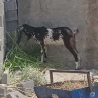 بز سه قلوزا