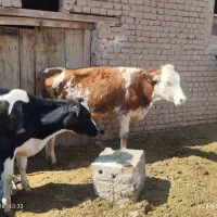 دو عدد تلیسه