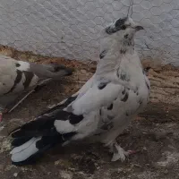 کبوتر کاشان