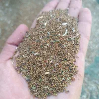 بذر شبدر(تخم شبدر)