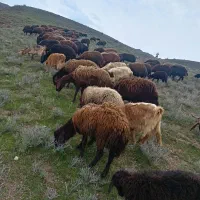 پشم گوسفند