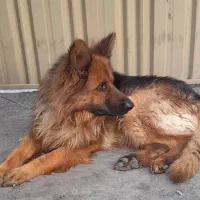 ژرمن اصیل ۱ ساله اموزش دیده