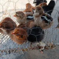 جوجه مرغ محلی کرچ شو و جوجه اردک خارجی هشت روزه