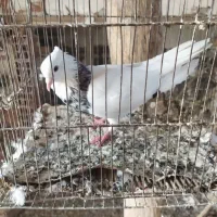 کبوتر