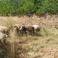 میش ابستن