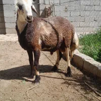 قوچ ۳شیره