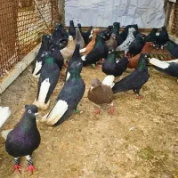 ۱۵عدد کبوتر اشعل دم سفید