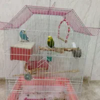مرغ عشق