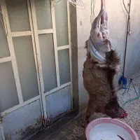 قصابی سیار
