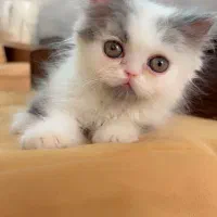 گربه