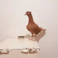 ساده کاکلی یالدارکرمونی جوجه کرمونی