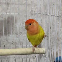 طوطی کوتوله برزیلی