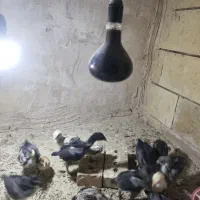 لاری