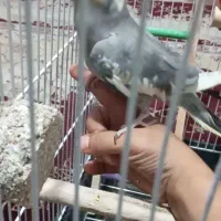 عروس هلندی باقفس نوباوسایل نو