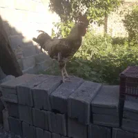 خروس محلی اصل