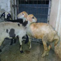 چند راس بر ماده عتیقه