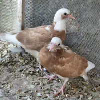 کبوتر گره