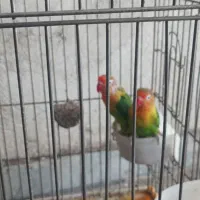 یه جفت طوطی برزیلی مولد با تخم  وقفس