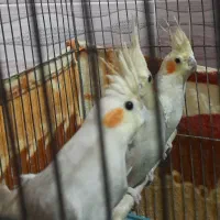 عروس هلندی