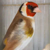 سهره مثت بخوان