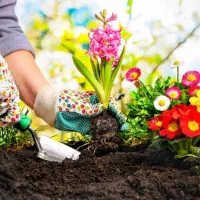 خدمات فضای سبز