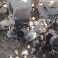 جوجه اردک شمالی
