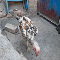 جوجه خروس لاری