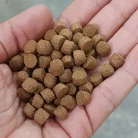 خوراک ماهی قزل آلا و کپور