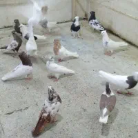 جوجه