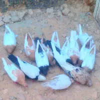 دسته پرنده ۱۷تاباهم