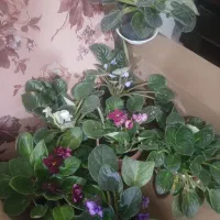 گل بنفشه افریقایی