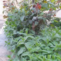 اجاره-خانه-ی-باصفا-و-حیاط-دار