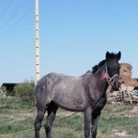 اسب‌‌مادیان‌