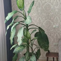 گل بزرگ دیفن