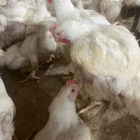 فروشی مرغ زنده