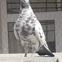 کفتر گرفتنی نر