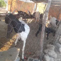 شهرستان کهگیلویه لنده