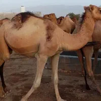 شتر نر|حیوانات مزرعه|بندرعباس, |دیوار