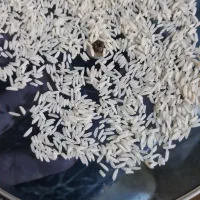 استخدام یک نفر همدم تمام وقت
