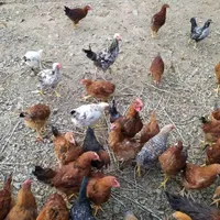 نیمچه مرغ گلپایگانی 4 و نیم ماهه دم تخم|حیوانات مزرعه|بانه, |دیوار