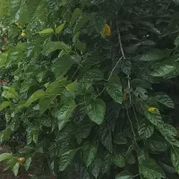فروش برگ توت برای کرم ابریشم