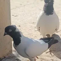 کبوتر پرشی ساعتی عالی